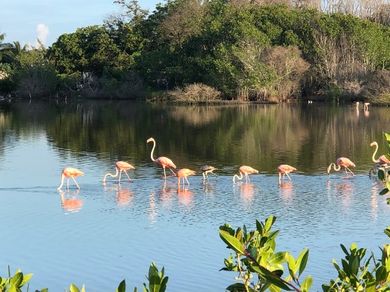 Flamingos